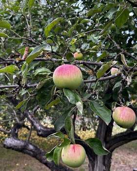 Дом 10м&sup2;, 1-этажный, участок 8 сот.  