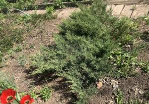 Дом 20м², 2-этажный, участок 6 сот.  