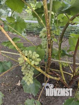 Дом 35м&sup2;, 1-этажный, участок 6 сот.  