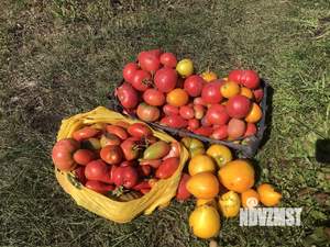 Дом 20м&sup2;, 1-этажный, участок 6 сот.  