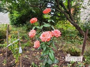 Дом 27м², 1-этажный, участок 10 сот.  