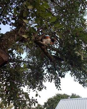 Дом 36м&sup2;, 2-этажный, участок 6 сот.  