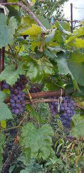 Дом 70м&sup2;, 2-этажный, участок 5 сот.  