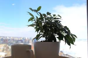 1-к квартира, посуточно, 45м2, 21/25 этаж